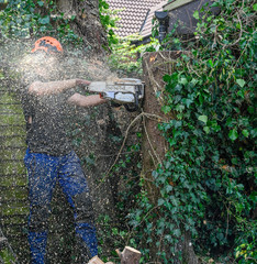 Canvas Print - Tree Surgeon or Arborist cutting tree stump with a chainsaw. Motion blur of the sawdust