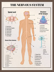 Poster - Nervous System Retro Poster