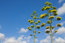 Beautiful Yellow-green Agave Flowers Stem On Blue Sky Background With White Clouds And Space For Text