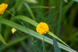 Fototapeta Tulipany - Żółty kwiatuszek