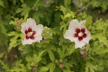 Two Flowers Hibiscus