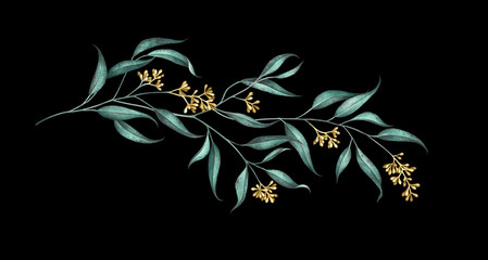 Eucalyptus branch with seeds isolated on black. Watercolor illustration.