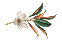Magnolia Branch With White Flower. Hand Drawn Watercolor Illustration.