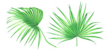 Watercolor Palm Leaves Isolated On White Background.