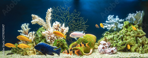 Naklejki akwarium  akwarium-slodkowodne-w-stylu-pseudo-morskim-aquascape-i-projekt-aqua
