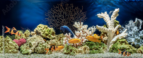 Plakaty akwarium  akwarium-slodkowodne-w-stylu-pseudo-morskim-aquascape-i-aquadesign
