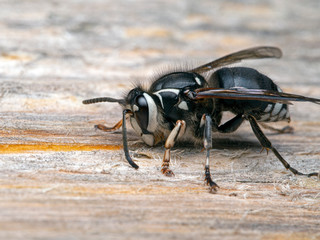 bald faced hornet, Dolichovespula maculata, chewing old wood for nest building, side view