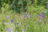 Fototapeta Krajobraz - campanulla, bellflower flowers in meadow