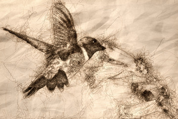 Canvas Print - Sketch of Black-Chinned Hummingbird Searching for Nectar Among the Flowers