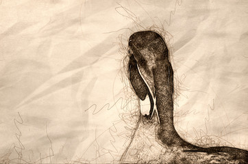 Poster - Sketch of a Male Wood Duck Looking Out Over the Lake