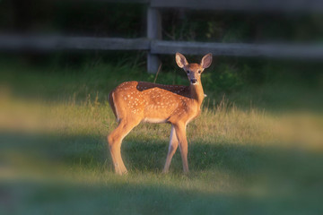 Wall Mural - the white-tailed deer (odocoileus virginianus) on the meadow