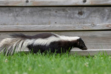 The Striped Skunk  (Mephitis Mephitis)  Near The Human Dwelling. 