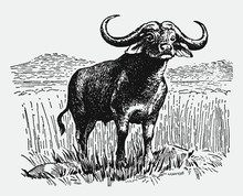 African Cape Buffalo Syncerus Caffer Standing In Landscape Between Tall Grasses. Illustration After Antique Engraving From Early 20c.