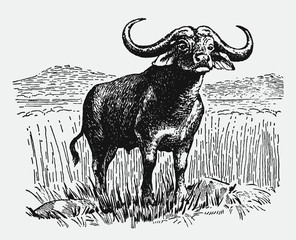 African cape buffalo syncerus caffer standing in landscape between tall grasses. Illustration after antique engraving from early 20c.