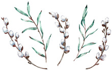 Watercolor Clip-art Of Pussy Willow Branches. Illustration.
