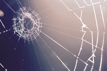 spider web with water drops