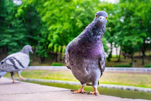 Funny Pigeon Doing A Dance Move On Blurred Background