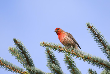 Wall Mural - red house finch standing on pine tree branch