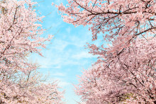 Beautiful Cherry Blossom In Springtime Over Blue Sky.