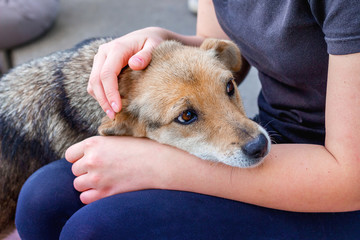 The girl cares about a sick dog. People and animals_