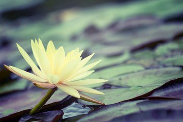 Wall Mural - Beautiful  Thai Lotus that have been appreciated with dark blue water surface