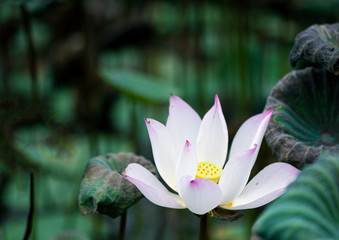 Wall Mural - Beautiful  Thai Lotus that have been appreciated with dark blue water surface