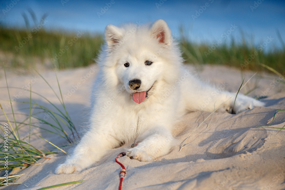 Samoyed Husky Mix Puppy White Samoyed Dog Husky Mix White Dog