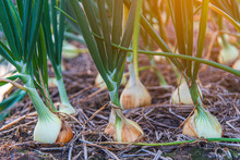 Close-up Of White Onion That Growing In Organic Soil With Sunrise Background Waiting For Harvest Season. Healthy Food Concept.