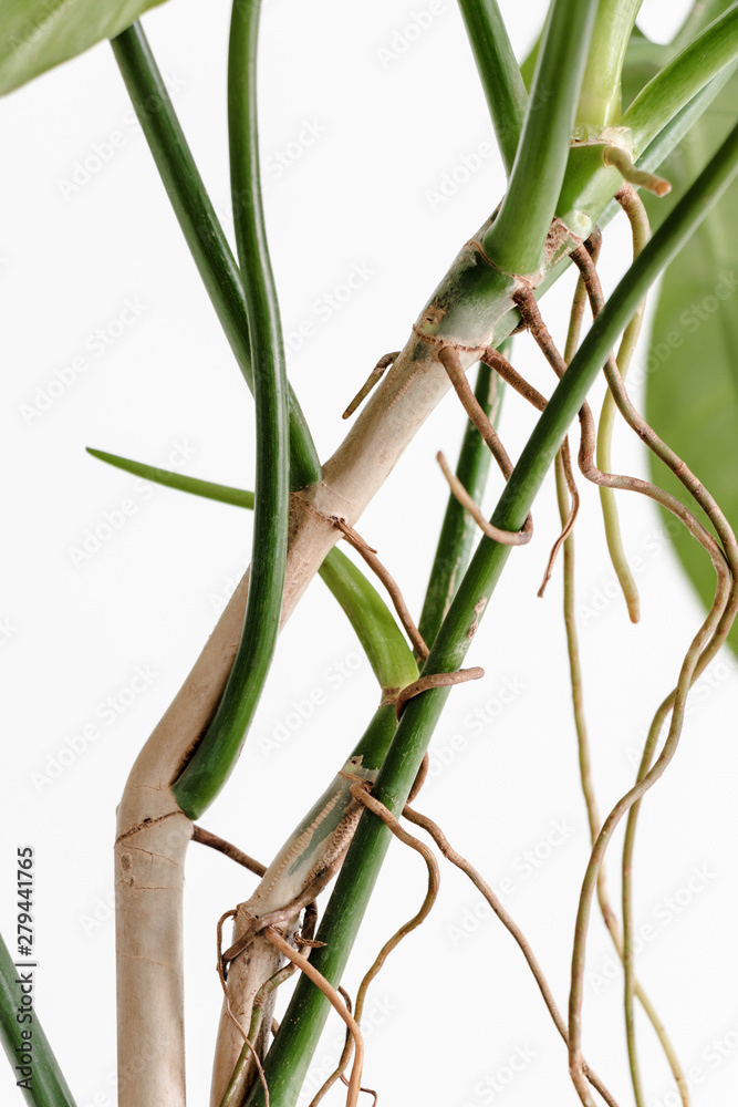 philodendron burle marx pflege Philodendron Burle Marx, Climbing Plant Vine main image 1