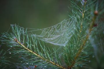Wall Mural - Cobwebs on the grass and branches of trees. The web grid is illuminated by the morning sunlight