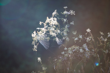Wall Mural - Cobwebs on the grass and branches of trees. The web grid is illuminated by the morning sunlight