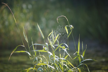 Wall Mural - Cobwebs on the grass and branches of trees. The web grid is illuminated by the morning sunlight