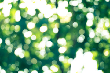 Wall Mural - natural green blurred abstract for summer background