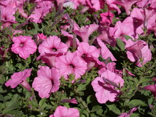 Cropped Shot Of A Cluster Of Pink Flowers In A Landscaped Garden
