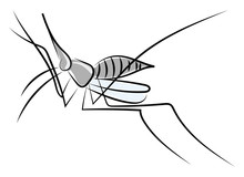 Gray Bug Drawing, Illustration, Vector On White Background.