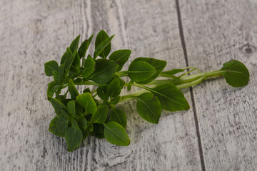 Green Basil leaves