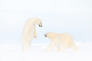 polar bear dancing fight on the ice. two bears love on drifting ice with snow, white animals in natu