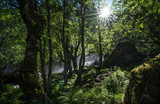 Fototapeta  - Magnificent view  early midsummer morning in Norway. Hike through the forest to 218 metre high Feigefossen (Feigumfossen) waterfall. Mystical feeling, sun shining through the foliage, river streaming.