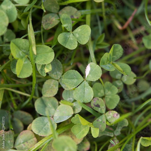 Albino Kleeblatt Klee Clover Shamrock Grun Green Weiss White