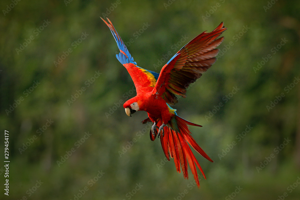 Macaw parrot flying in dark green vegetation with beautiful back light and rain. Scarlet Macaw, Ara macao, in tropical forest, Costa Rica. Wildlife scene from tropical nature. Red in forest. - obrazy, fototapety, plakaty 