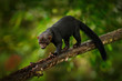 Tayra, Eira barbara, omnivorous animal from the weasel family. Tayra hidden in tropic forest, sitting on the green tree. Wildlife scene from nature, Costa Rica nature. Cute danger mammal in habitat.