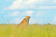 Cheetah, Acinonyx jubatus, walking wild cat. Fastest mammal on the land, Botswana, Africa. Cheetah in grass, blue sky with clouds. Spotted wild cat in nature habitat.