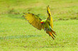 Big parrot in habitat. Endangered parrot, Great green macaw, Ara ambiguus, also known as Buffon's macaw. Wild tropical forest bird, flying with outstretched wings against green vegetation.