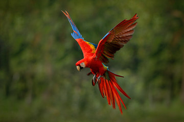 macaw parrot flying in dark green vegetation with beautiful back light and rain. scarlet macaw, ara 
