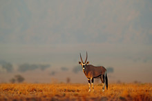 Oryx Gazella Beautiful Iconic Gemsbok Antelope From Namib Desert, Namibia. Oryx With Orange Sand Dune Evening Sunset. Gemsbock Large Antelope In Nature Habitat, Sossusvlei, Namibia.