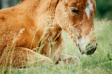 Baby foal sleeping in the middle of the afternoon