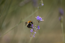 Bumblebee On Lavender