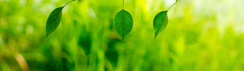 Wall Mural - green leaf, a leafy shade
