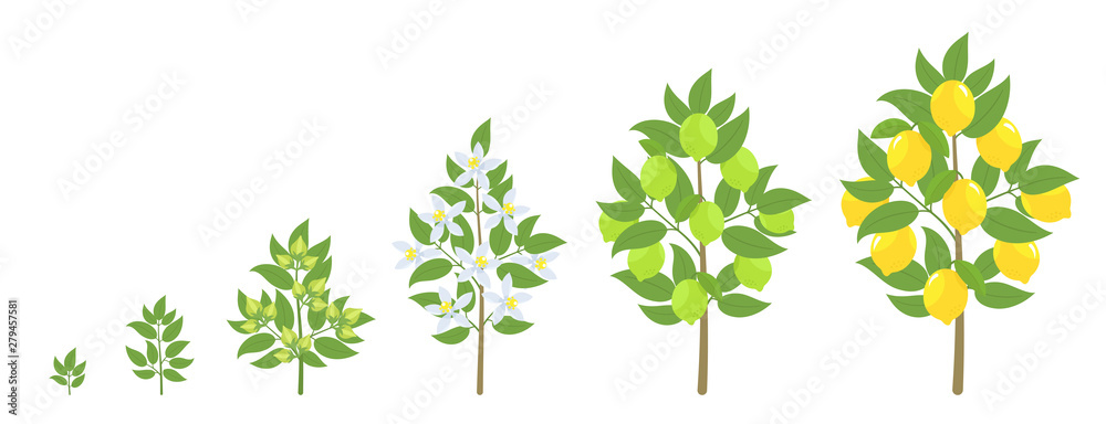Lemon Tree Process Lemon tree growth stages. Ripening period progression. Fruit tree life ...