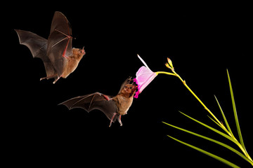 Wall Mural - Bat night wild forest. Orange nectar bat, Lonchophylla robusta, flying bat in dark night. Nocturnal animal in flight with yellow feed flower. Wildlife action scene from tropic nature, Costa Rica.